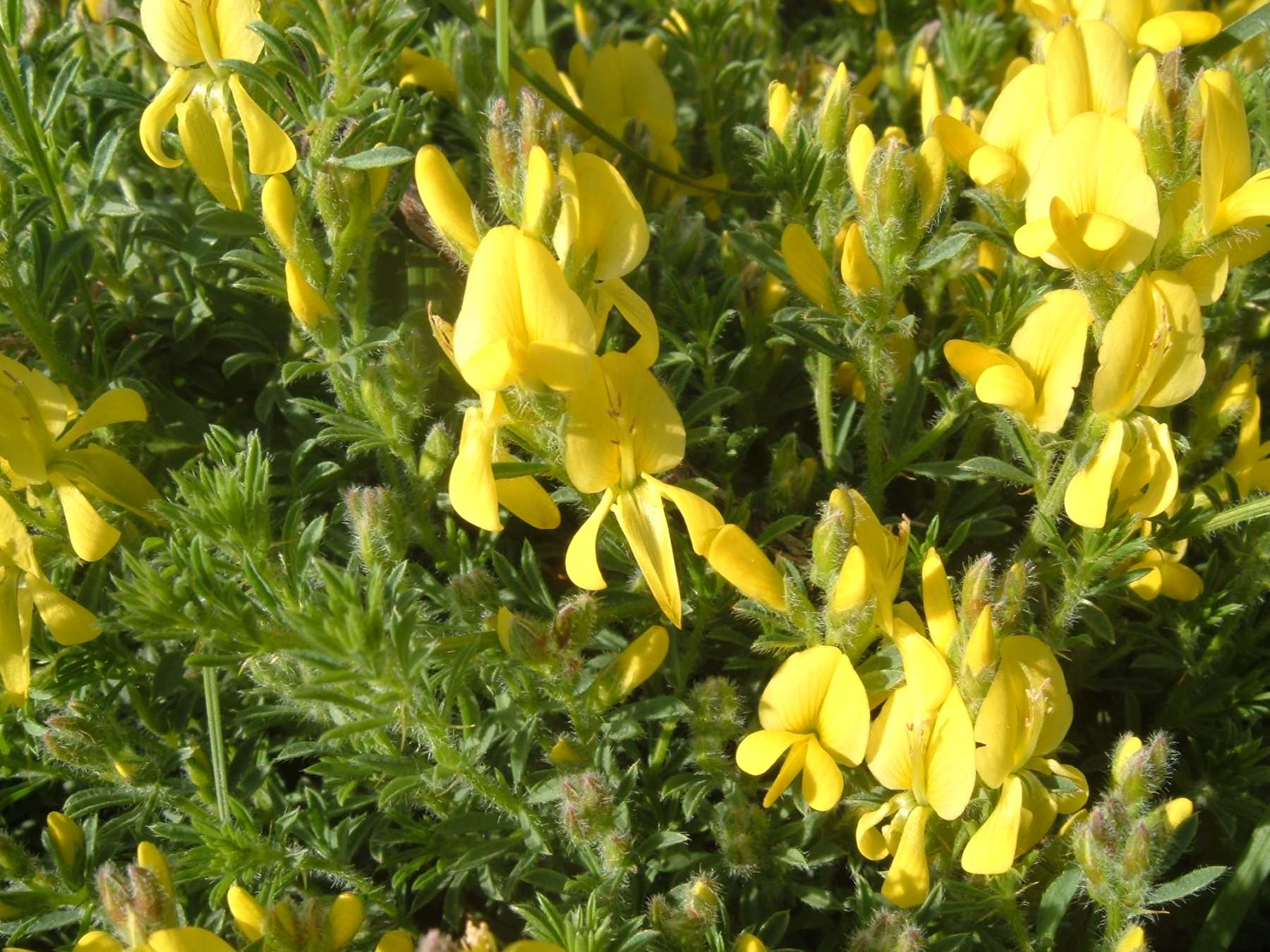 Genista morisii / Ginestra di Moris